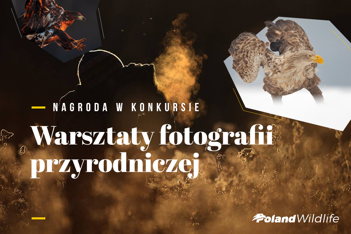 1200x800